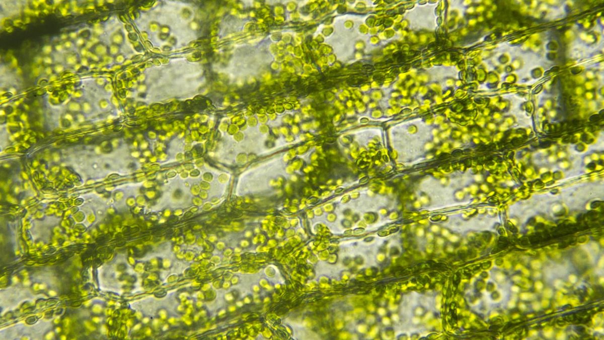 Algenöl - Cells of algae, Microscopic view