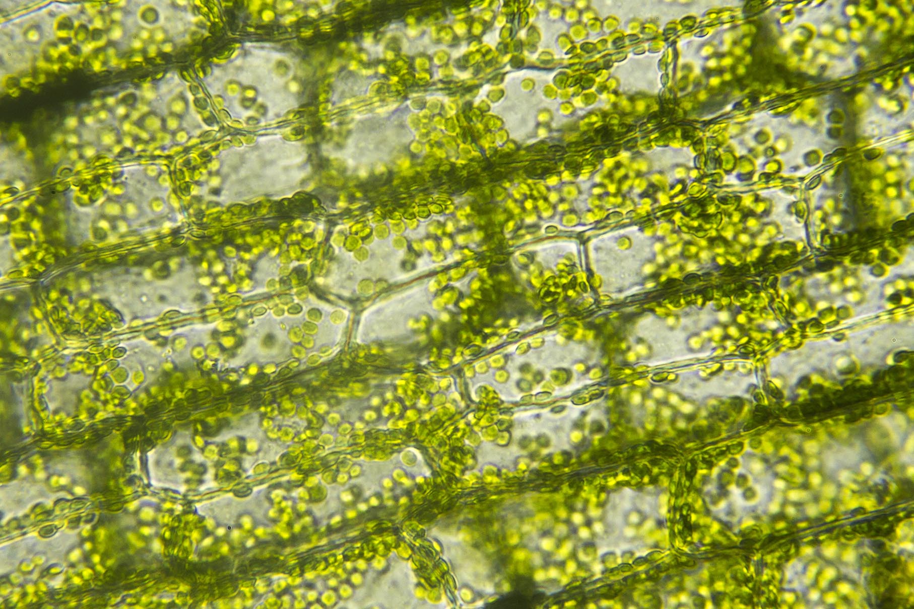 Cells of algae, Microscopic view - Algae Oil | Goerlich Pharma